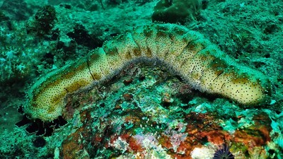 vierme oceanul pacific