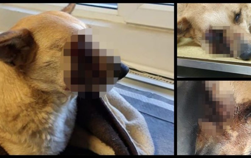 Caz revoltător. Un câine al străzii a fost grav rănit după ce o petardă i-a explodat în gură! Se caută făptașii