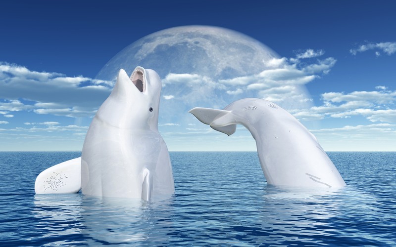 Beluga- balena albă