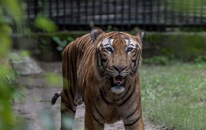 Un bărbat a fost mușcat de tigru la Grădina Zoologică din Bârlad. Victima a încercat să provoace animalul