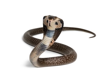 Cobra