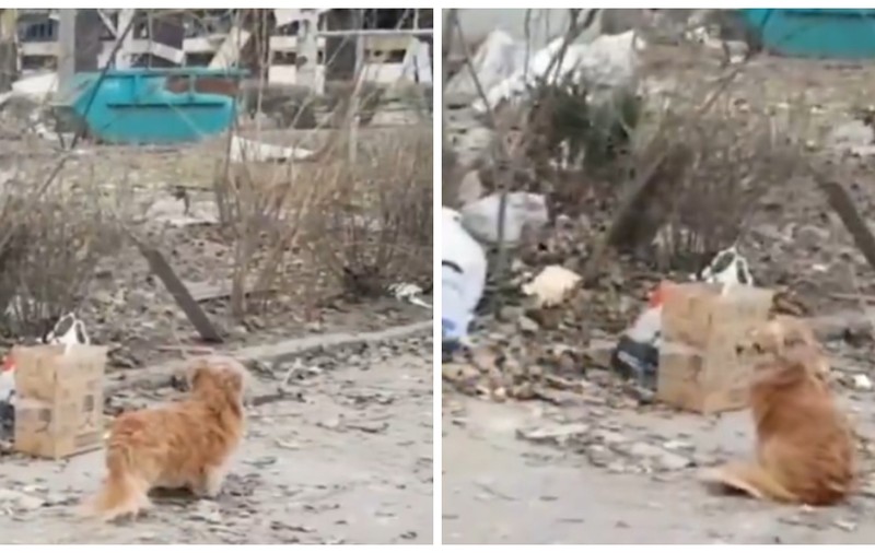 Câinele care refuză să-și părăsească stăpânul, mort în urma unui atac rusesc cu rachete la Zaporojie, a impresionat o lume întreagă | VIDEO