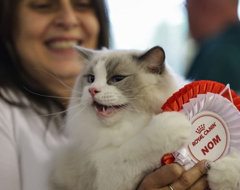 Expoziție de pisici la București: O nouă rasă de pisici va fi prezentată, în premieră, în România la evenimentul dedicat felinelor