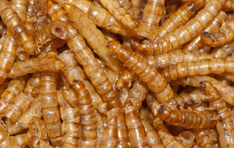 Proiect ANPC. Reguli pentru comercianții ce vând produse alimentare ce conțin insecte