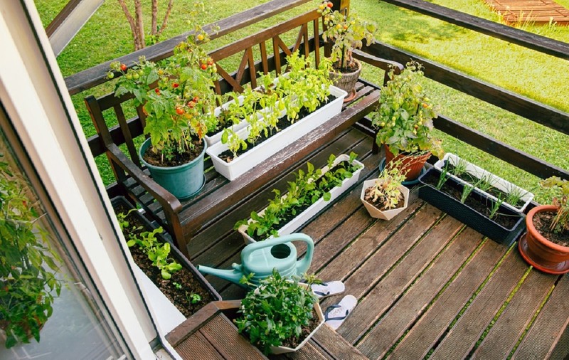 Legumele care cresc perfect în ghiveci pe balcon