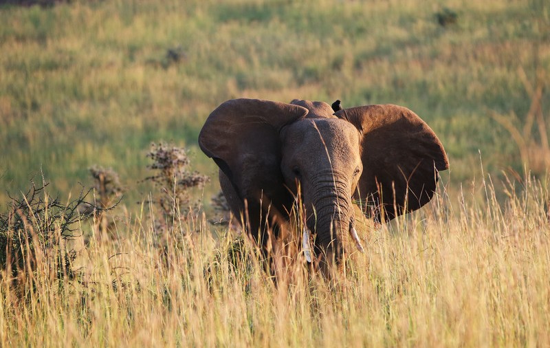 Un elefant a omorât un turist aflat în safari într-un parc din Uganda. „S-a năpustit asupra lui și l-a ucis pe loc”
