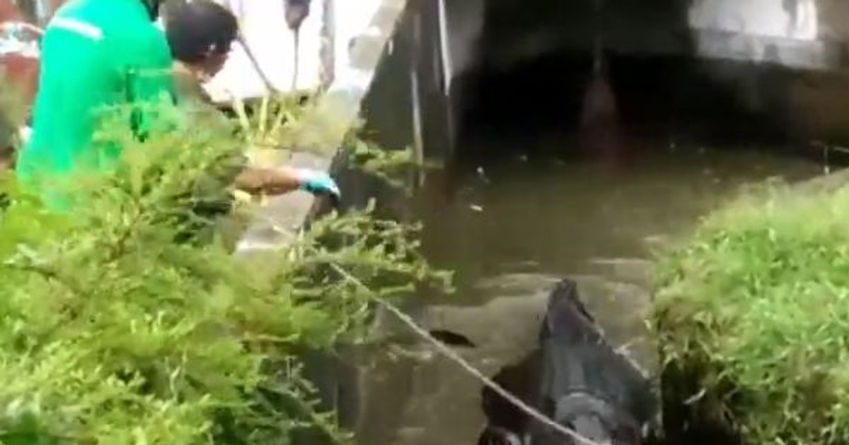 O femeie a fost sfâșiată de un crocodil de 700 de kilograme care era ținut ca animal de companie