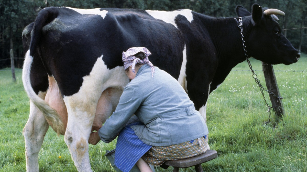 Un fermier stă pe un scaun și mulge o vacă, Münsterland, Renania de Nord-Westfaliia
