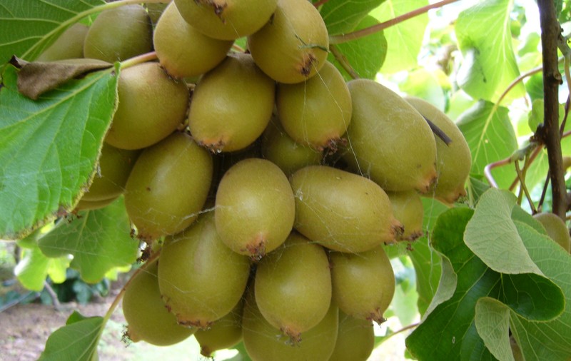 Ce se întâmplă când consumi 1 kiwi în fiecare dimineaţă! Efectul este năucitor