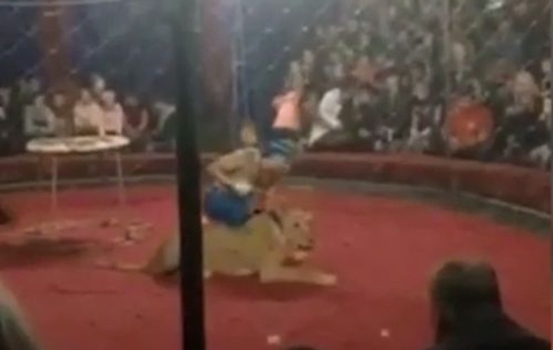 VIDEO | Momentul terifiant în care un leu scapă din mâinile dresorului și atacă o fetiță de patru ani