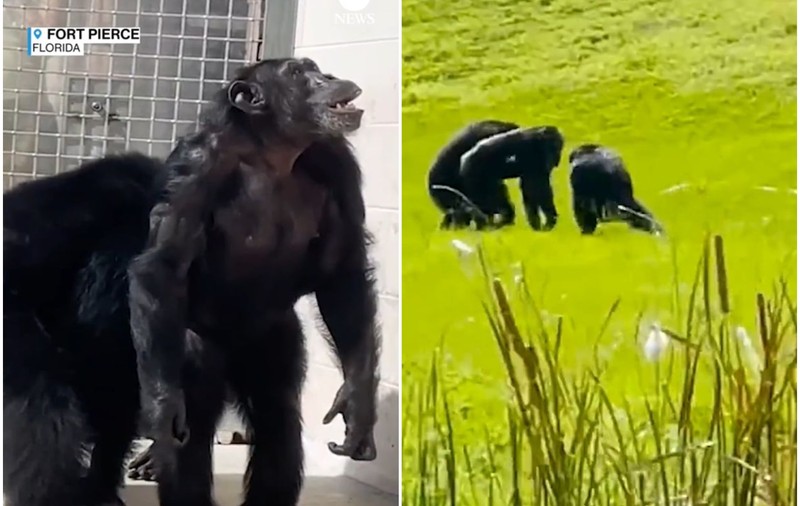 Momentul în care un cimpanzeu ținut 28 de ani în captivitate vede pentru prima oară cerul. VIDEO