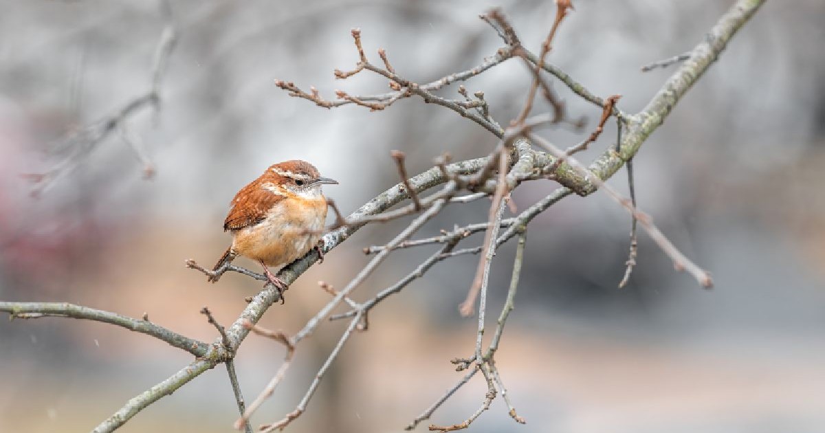 O vrabie mică stă pe o ramura unui copac, pe fundalul estompat și neclar al unui parc
