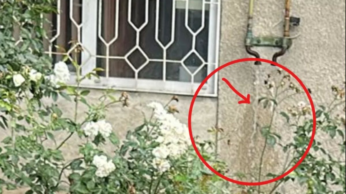 Țevi de gaze, pe peretele unui bloc, din care curge apă. Alături, se văd gratiile albe de la un geam și flori în grădina blocului, Brașov, 30 iulie 2025