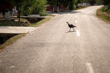 Strada principală din Năneşti e pustie în timpul zilei