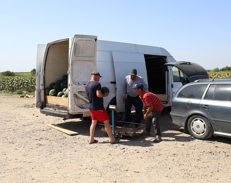 REPORTAJ. Furie în piața de legume din Glodeanu Sărat, Buzău. Lăsați la mâna samsarilor, producătorii locali își anunță abandonul: „Să pună Guvernul roșii!” 