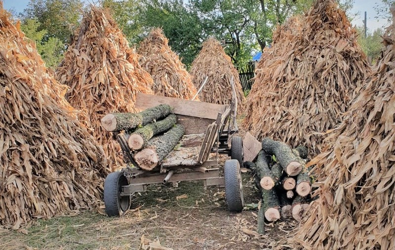 Un pădurar din Dolj, lovit în cap de persoana pe care a prins-o la furat de lemne