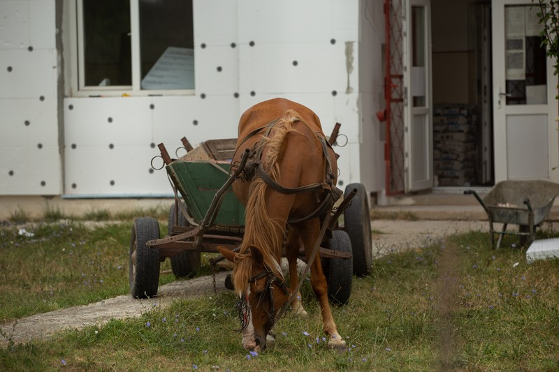 Calul parcat în faţa şcolii din Frumuşica consumă iarbă nespălată