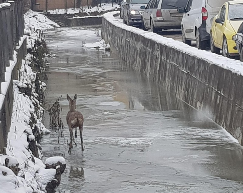 VIDEO | O căprioară blocată într-un sloi de gheață și un câine căzut în Târnava Mare, salvați de pompierii din Alba