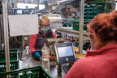 Livia ambalează roșii la ferma Höfler Gemüse, Nürnberg, Germania