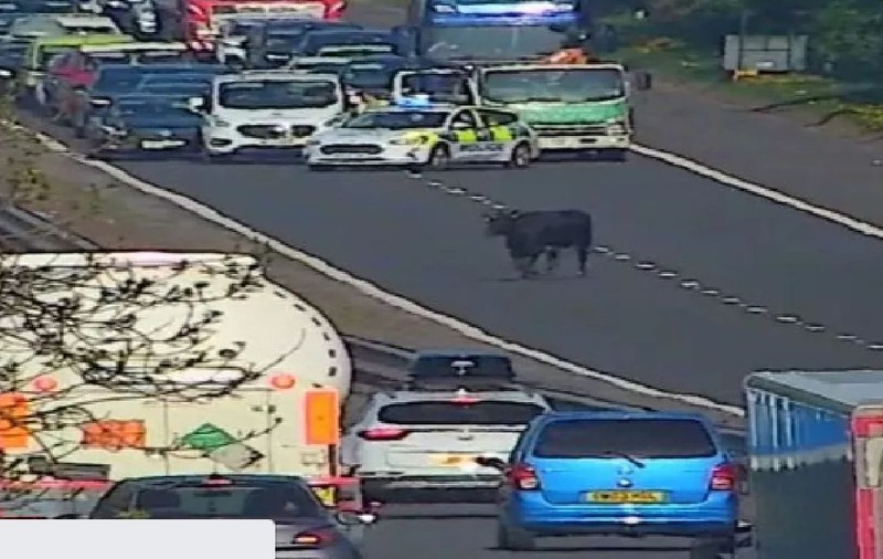 O vacă a paralizat traficul de pe cea mai aglomerată autostradă din Scoția, la o oră de vârf: „Avem un intrus”