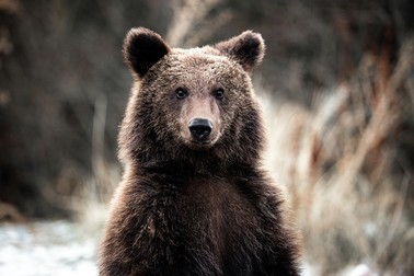 Urșii bruni ajung să fie împușcați mai ales în scop reacreativ | Foto Shuterstock